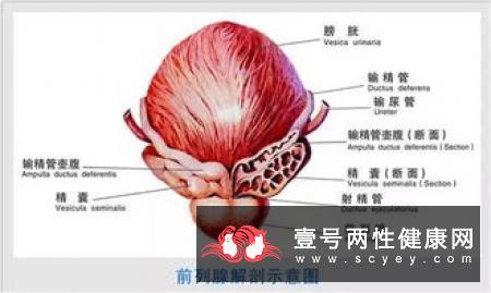 男性腰痛是怎么回事 专家提醒可能是这些病