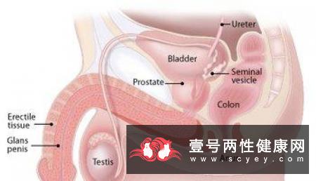 龟头炎的4个种类 滴虫性龟头炎有什么症状