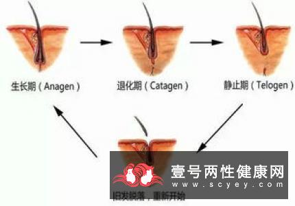 男性爱护阴囊繁衍子孙不用愁 夏季护理阴囊也有好方法