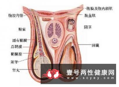 电脑别放在腿上了 当心杀害男性精子