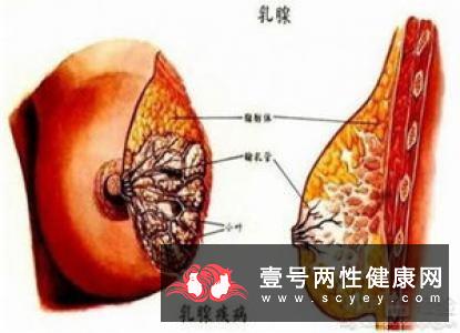 专家分析霉菌性龟头炎的常见症状