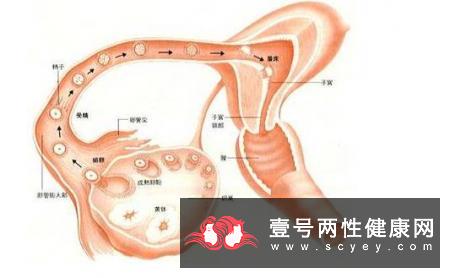 贫血可诱发勃起功能障碍？三种男性最易患上贫血