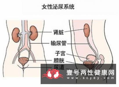 男人尿道炎不治可以吗 当心女人也跟着受苦