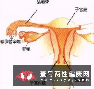 夫妻之间，多久过一次性生活才正常？影响性生活质量的因素有哪些？