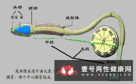 增强性能力的方法