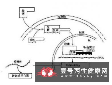 雌性荷尔蒙的功效和作用