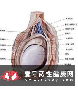 男性睾丸不规则一大一小是为何