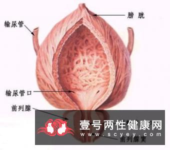 如何保护前列腺？要经常食用这些食物