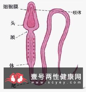 精子和卵子结合的过程