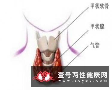 性激素结合球蛋白的具体表现