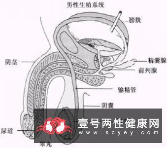 观察男人精液知悉不育症表现 预防不育有方法