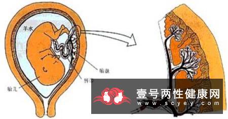 o型血和ab型血生的孩子是什么血型