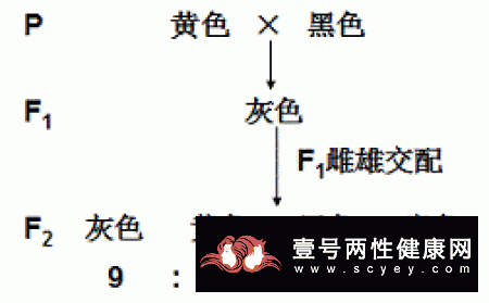 等位基因的作用