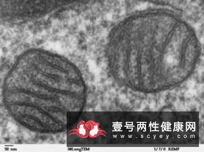 线粒体的作用