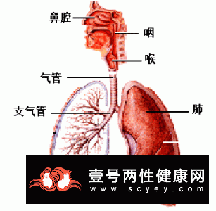 老年人健忘怎么治疗   健忘的症状都有哪些呢？