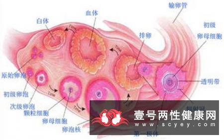 正常卵巢大小是多大呢