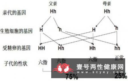 什么是隐性基因