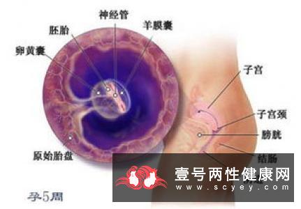 胚胎着床的症状_健康频道