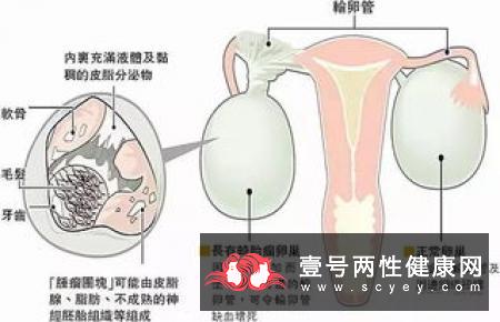 女性生殖器的介绍