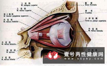 白内障术后视力恢复的程度