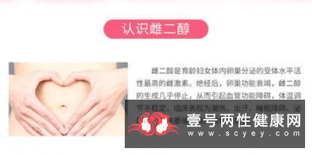 女性生殖器的介绍