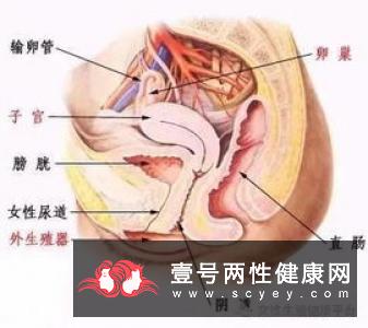 卵巢是女性的性腺器官吗?