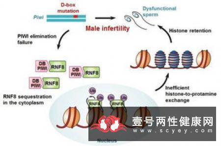 男性不育或因“病从口入”