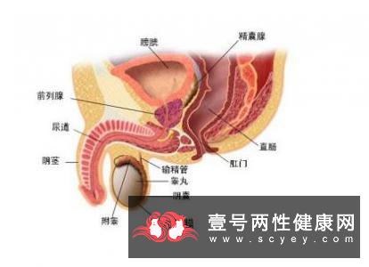 女人性器官的作用_健康频道