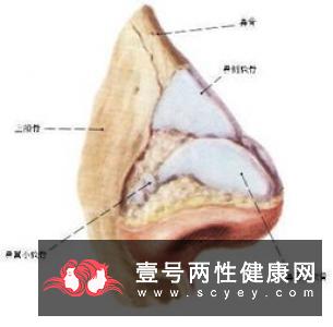 女性生殖生理的时期