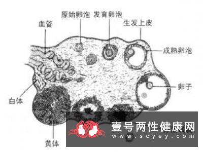 卵子排出后能存活多久