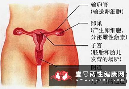 女性荷尔蒙是什么