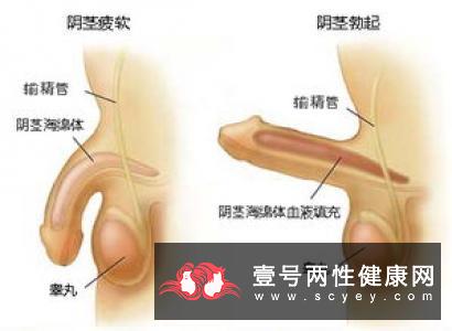 精子活力降低的原因