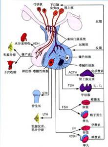 激素六项检查多少钱