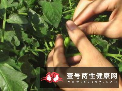 去老年斑多吃茄子和西红柿