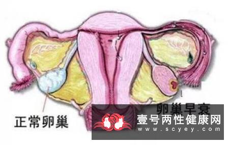 女性生殖器官的介绍