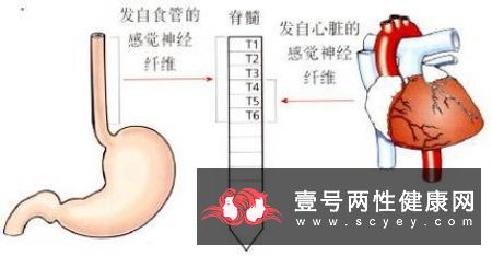 三叉神经的感觉检查法