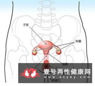 宫腔镜手术后注意事项