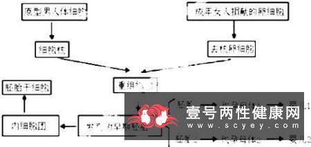 克隆技术的优缺点