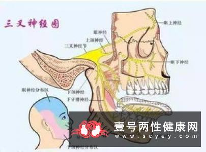 原发性三叉神经痛与舌咽神经痛的鉴别诊断