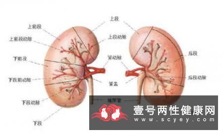 原发性三叉神经痛与舌咽神经痛的鉴别诊断